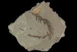 Metasequoia (Dawn Redwood) Fossil - Montana #85843-1